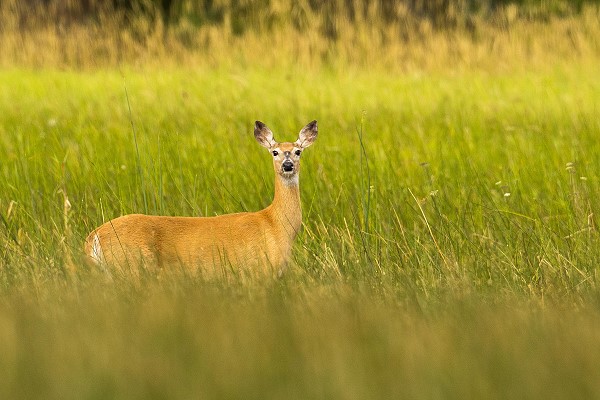 Deer in the grass deer on riverbank